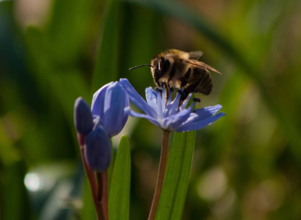 Biene auf der Blüte einer Scilla sitzend.