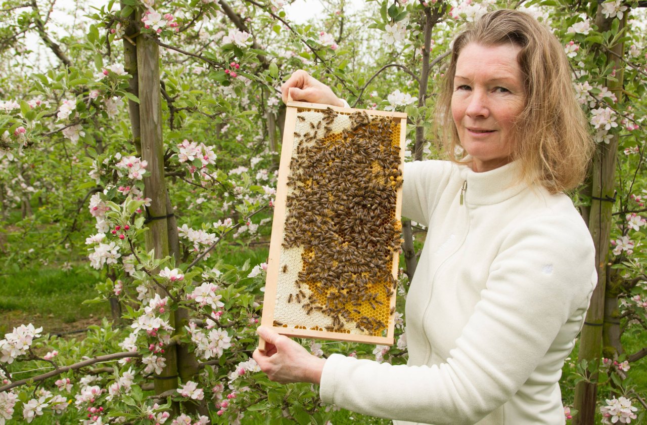 Frau mit Bienenstock in der Hand vor Apfelbaumblüten.