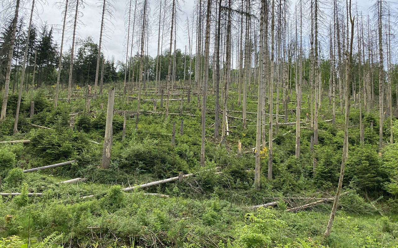 Ein Wald mit kahlen Bäumen.